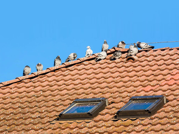 House roof laser bird repellers